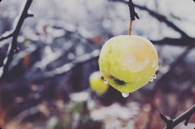 Organic Spiced Apple Cider